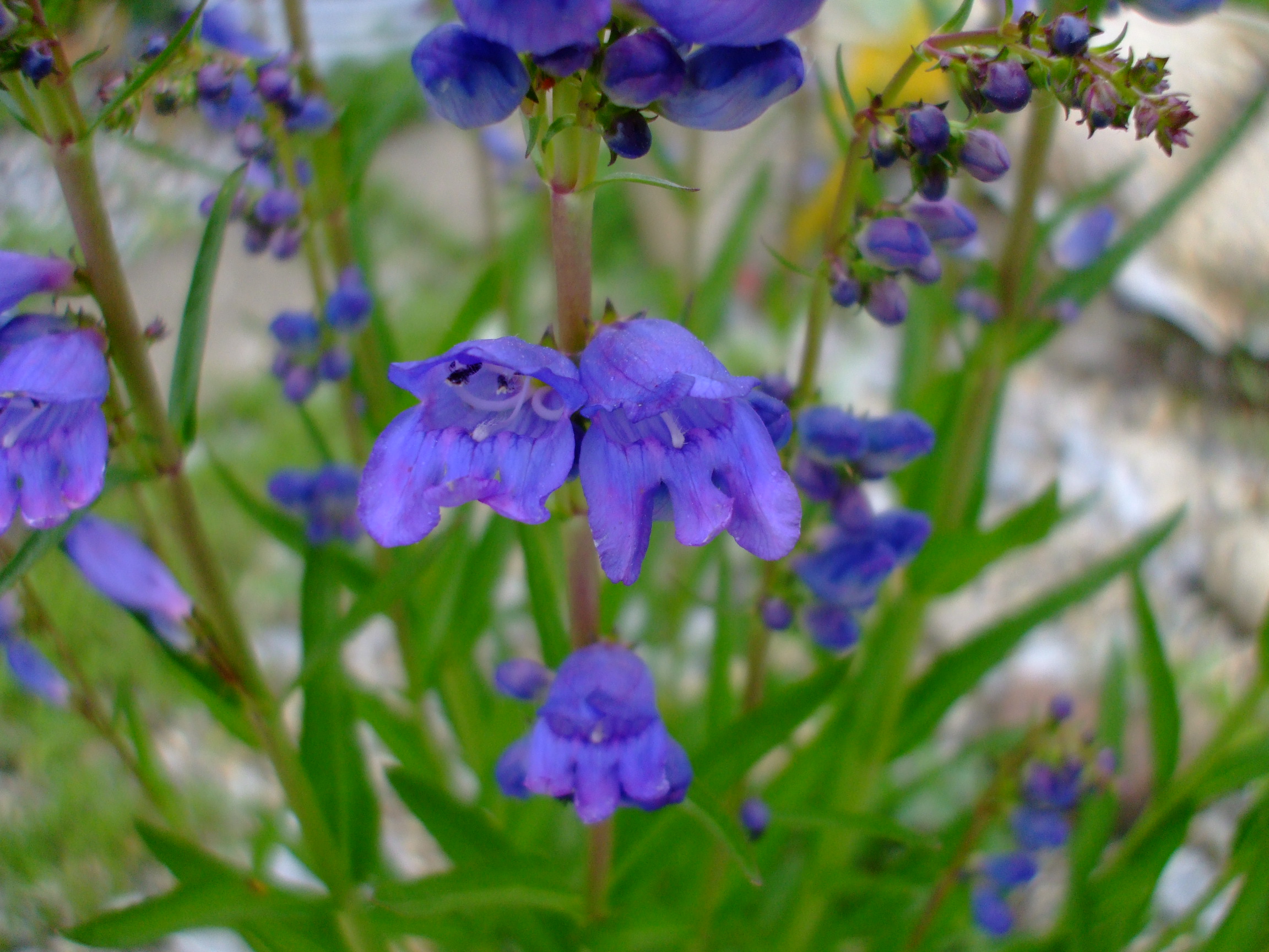 Penstemon strictus